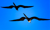 Galapagos Black Frigate Birds
