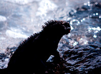 Galapagos Water Lizard