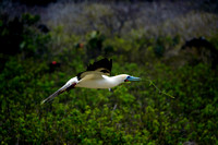 Galapagos Flying Blue Footed Booby