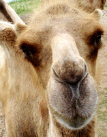 Camel at The Wilds