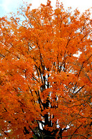Fall colors, Maple
